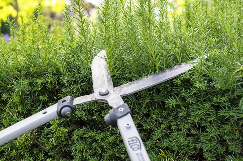 Felco 250 57cm Hedge Shears - Image 2