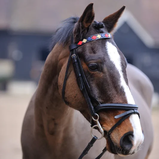 Pioneros Polo Black Leather Browband Navy, Cream, Red - Image 3