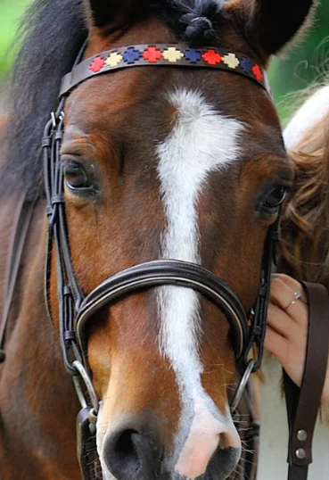 Pioneros Polo Brown Leather Browband Navy, Cream, Red - Image 2